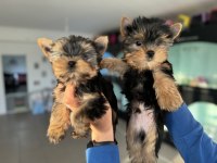 Tea cup yorkshire terrier yavrular ziyarete açık