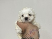 SAFKAN 0 NUMARA KORE MALTESE BEBEKLER