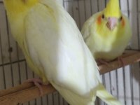 Beta petshop sultan papağanı