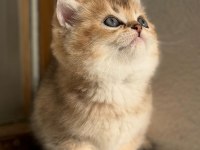 Ev Ortamından British Shorthair Kedisi