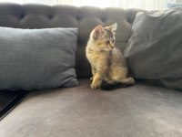 Yavru kedi