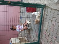 Ücretsiz Yavru Köpekler