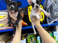 French bulldog orijinal ve sağlık garantili