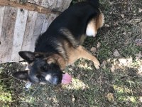 Show Alman Kurdu Köpeği