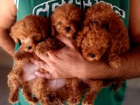 Poodle efsane TEACUP Bebekler