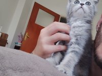 2 aylık sütten kesilmiş scottish fold yavruları