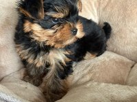 Yorkshire terrier yavruları