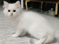 British longhair 35 günlük