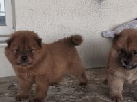 Erkek dişi 45 günlük yavrular chow chow