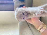 Scottish fold yavru