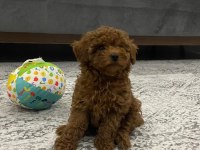 Poodle Köpeğimize Yeni Yuvasını Arıyoruz