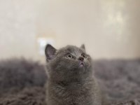 A kalite british shorthair yavrular yeni sahiplerini arıyor