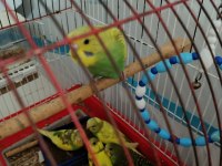 1 aylık bebek kuşlar yem yemeye başladılar