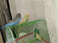 İKİ ADET ALIŞKIN VE KONUŞAN ERKEK MUHABBET KUŞU