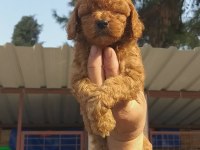 Vişneli browniler poodle köpekler