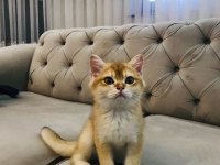 4 aylık british shorthair sahiplendirme
