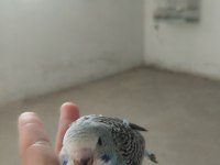 Yavru renk güzelleri muhabbet kuşlar