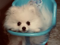 Mini boy pomeranian anne 2350 gr civarı baba 2 kg altında
