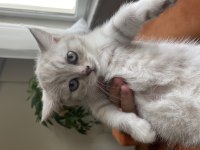 British shorthair salebimiz yeni yuvasını arıyor