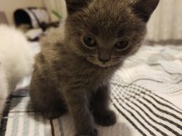 British shorthair