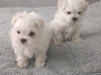Oyuncu kore Maltese bebekler