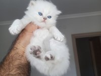 British longhair beyaz mavi gözlü