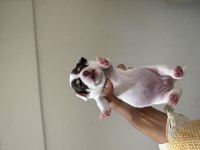Teacup Chihuahua Yavruları Beyaz Erkek Maskeli Dişi