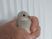 Cüce bıldırcın egzotik evcil kuş