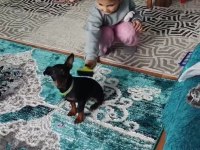 Yavru pinscher