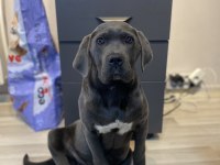 ÜST DÜZEY BLUE CANE CORSO