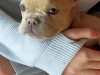 Egzotik 8 Aylık Dişi French Bulldog