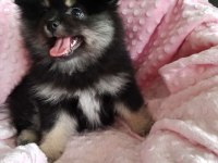 Son Kalan Teacup Pomeranian Boo Bebeğim