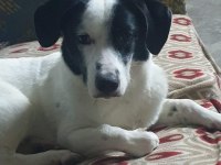 Cipli aşılı köpek için acil yuva jack russell