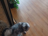 KEDİMİZ DUMANI SAHİPLENDİRMEK İSTİYORUZ