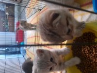 Yavru bebeler teslime hazır british shorthair