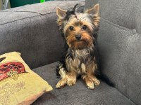 Yorkshire terrier bebeklerim yeni yuvasını arıyor