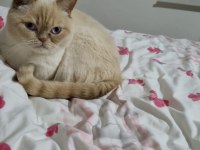 3 Yaşında Erkek British Shorthair