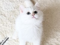 Safkan British Shorthair Golden Point Erkek Yavru