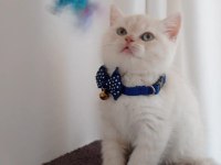 British shorthair red point kedimiz