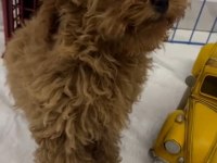 Tüy dökmeyen kalite sağlık ırk garantili poodle yavrularımız