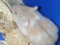 Özel Sarı Beyaz Parçalı Renk Gonzales Hamster