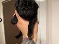 Pug yavrular
