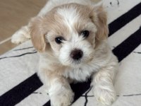 0 BOY KÖPEKLERİMİZ YENİ AİLELERİNE GİTMEYE HAZIR