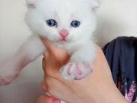 45 günlük british shorthair yavrular
