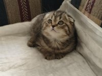 Saf ırk scottish fold golden cat