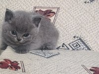 OYUNCU UYSAL YUMAK KEDİMİZ YENİ YUVASINI ARIYOR