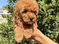 Show kalite sağlık garantili poodle yavrularım