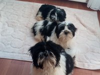 A kalite şecereli shih tzu yavruları