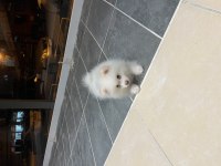 Acil Uygun Pomeranian Boo