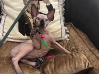 sphynx sfenks tüysüz dişi erkek yavruları